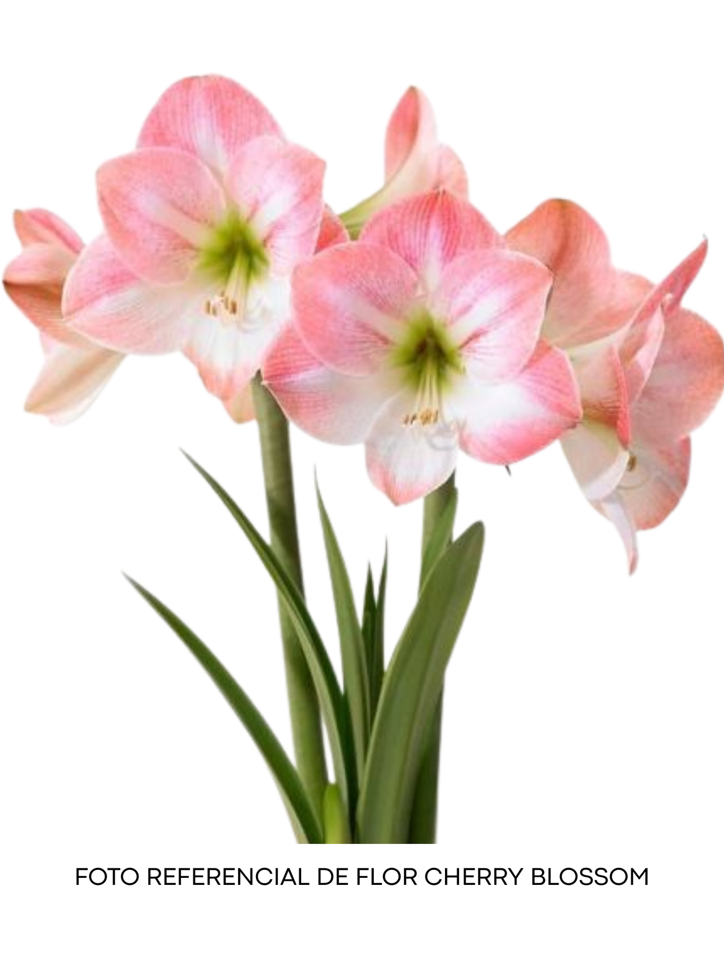 Amaryllis Wax Cherry Blossom - cera lila