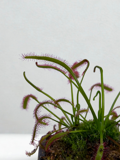 Drosera