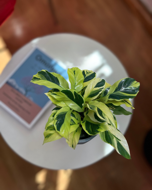 Calathea Thai Beauty