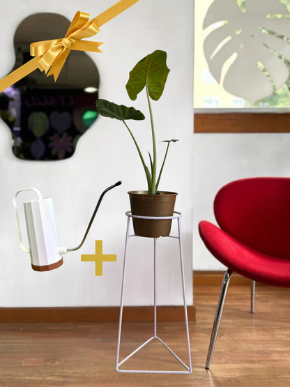 Pack Judith Alocasia + Regadera