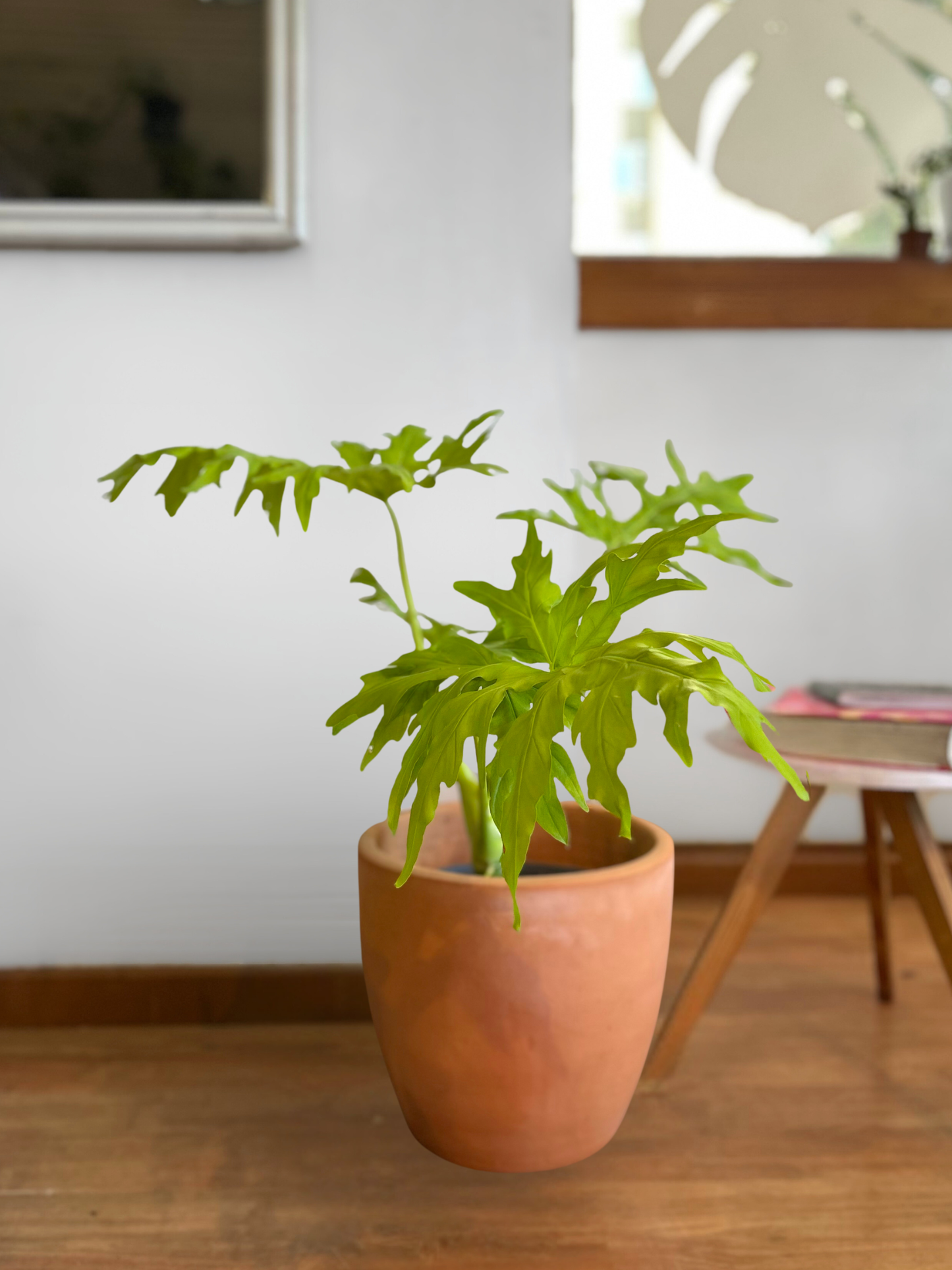 Filodendro Warscewiczii Flavum L