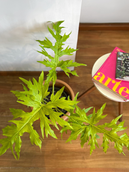 Filodendro Warscewiczii Flavum L