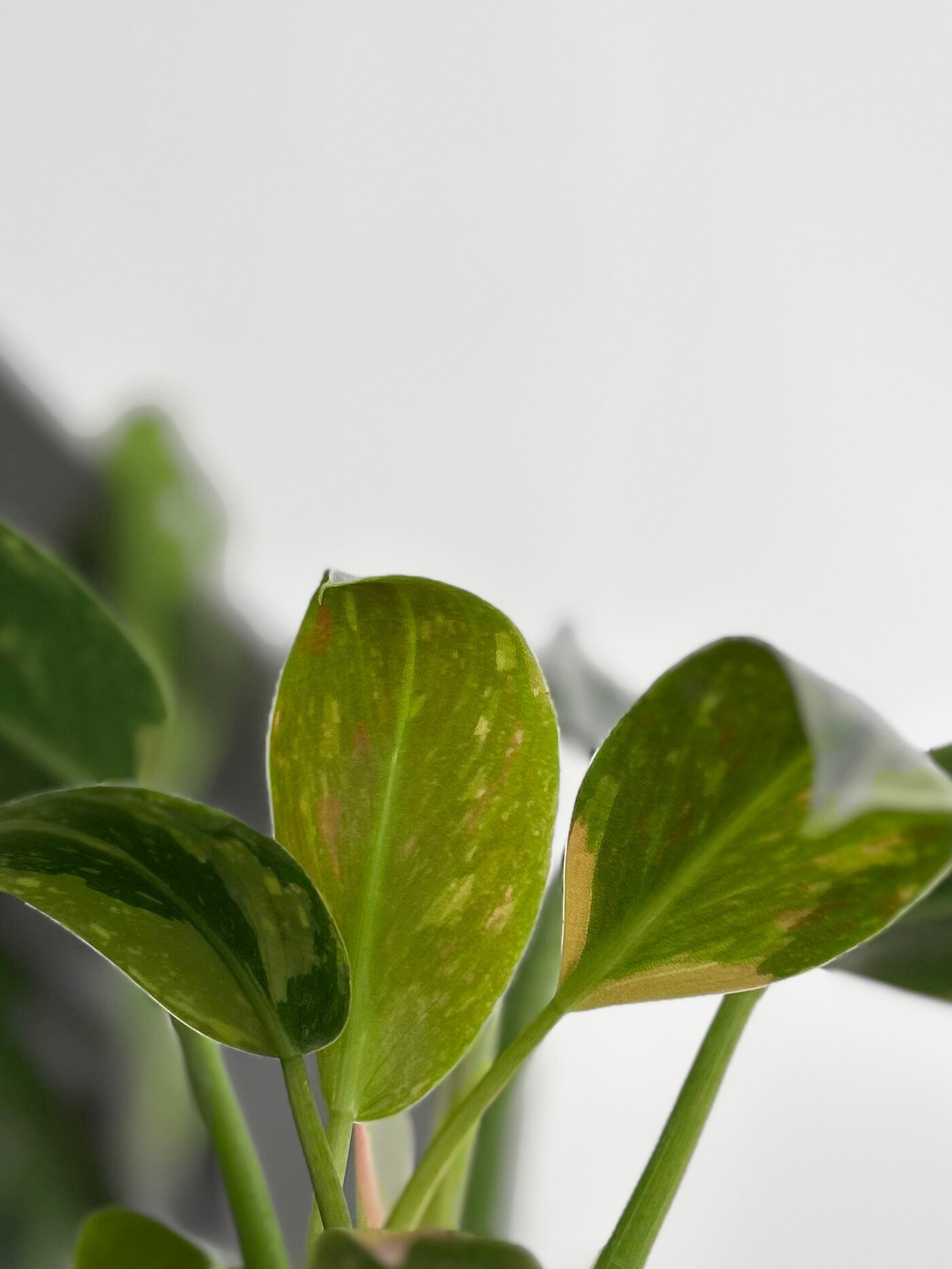 Filodendro Green Congo Híbrido Variegado