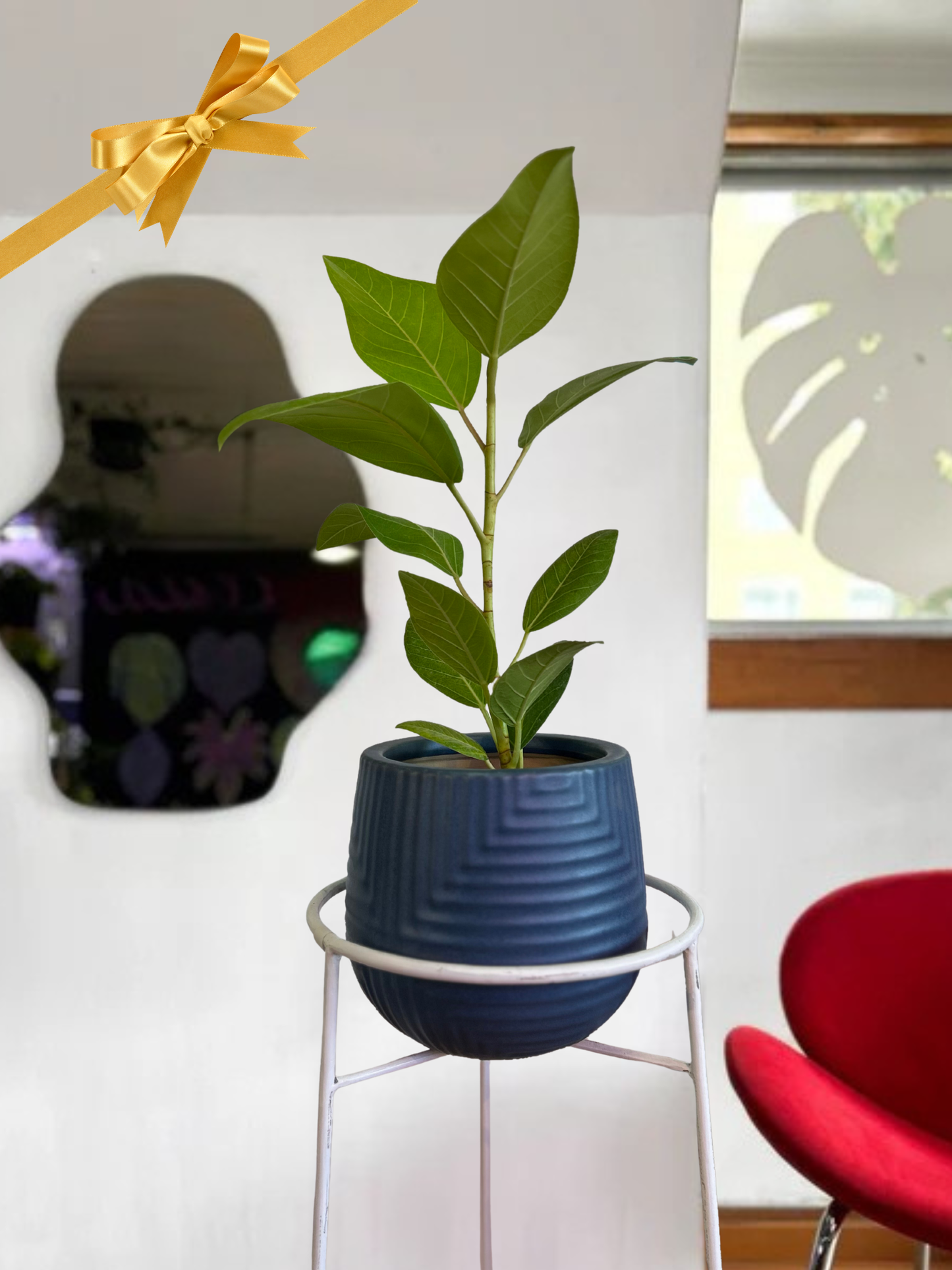 Pack Gomero Altíssima Gold + Contenedor de cerámica