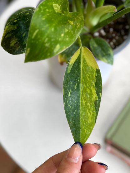 Filodendro Green Congo Híbrido Variegado