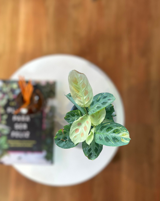 Maranta Kerchoveana Variegada
