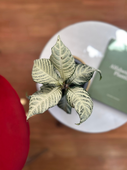 Aphelandra S. White Wash