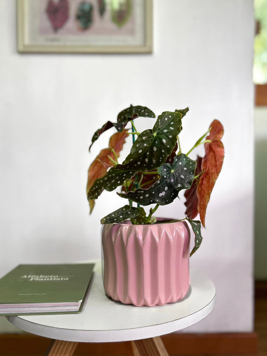 Begonia Maculata