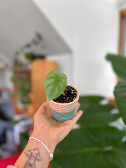 Plantín Alocasia Silver Dragon