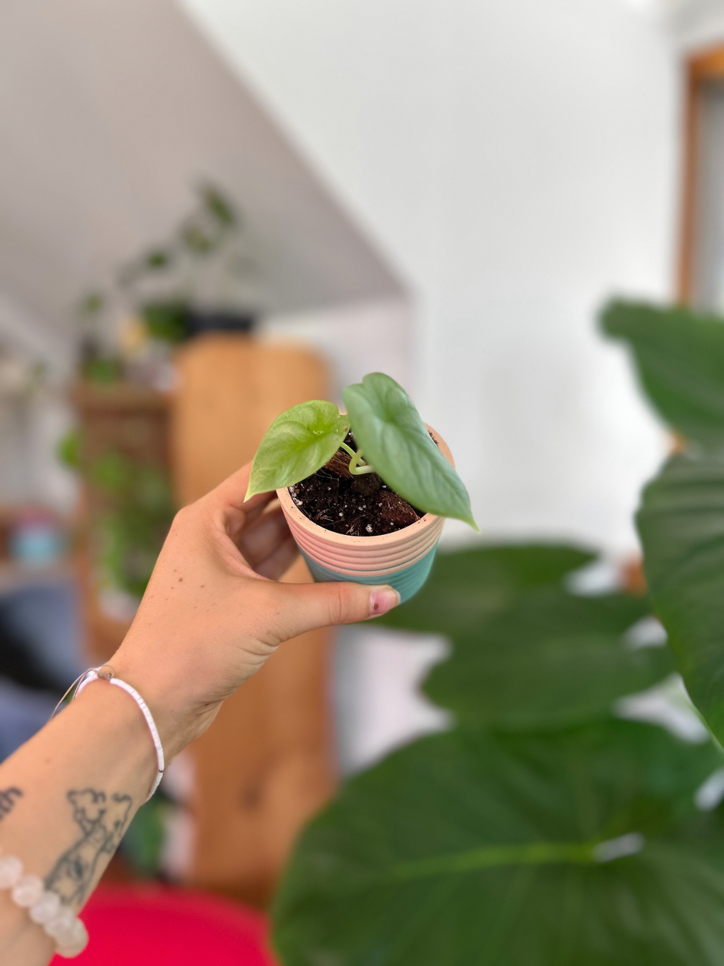Plantín Alocasia Silver Dragon