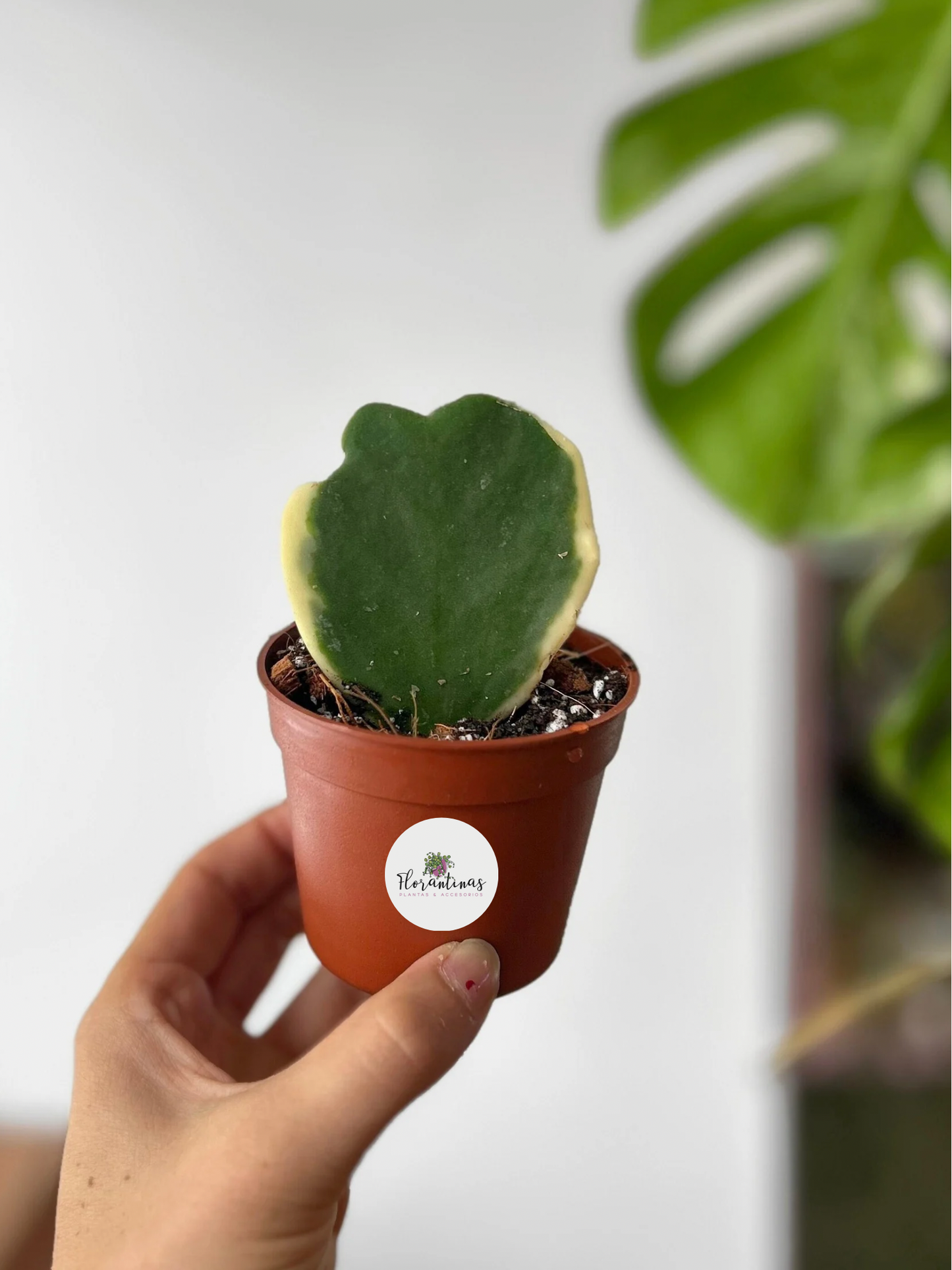 Plantín Hoya Kerrii Variegada