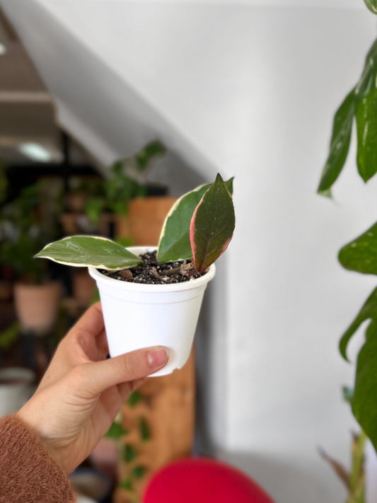 Plantín Hoya Krimson Queen