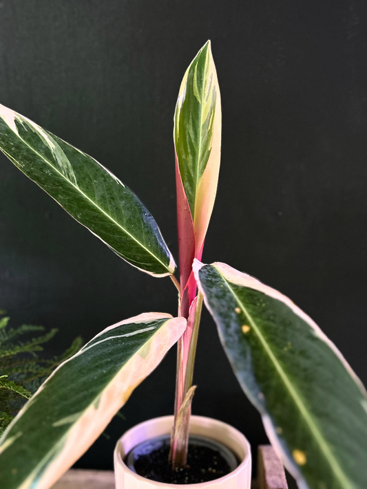Calathea Triostar o Stromanthe Sanguínea M