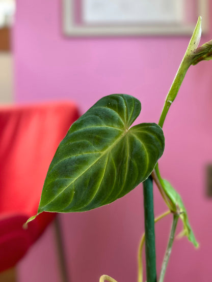 Filodendro Verrucosum