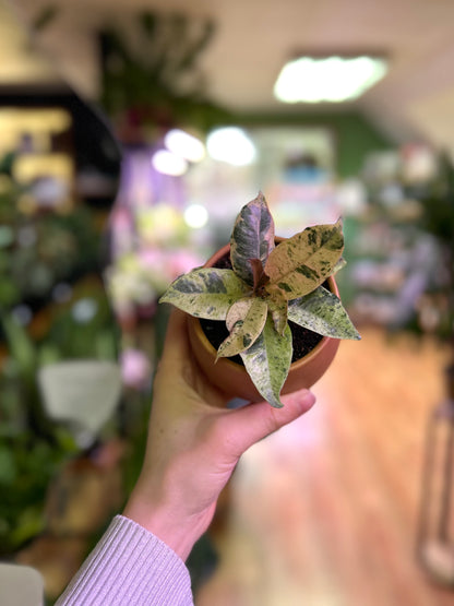 Gomero Variegado Baby