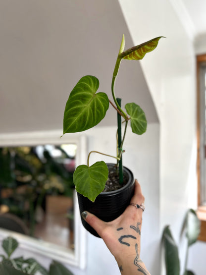 Filodendro Verrucosum