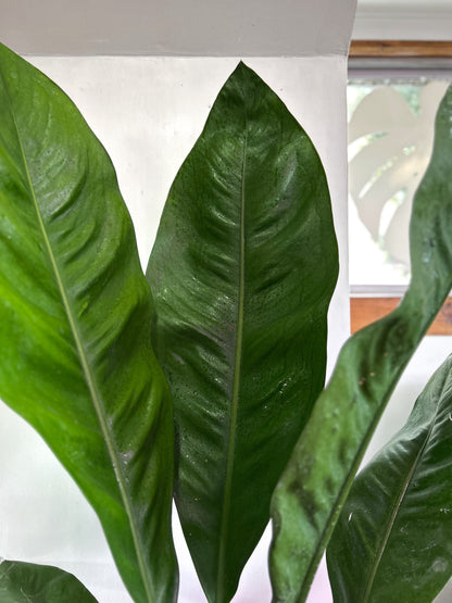 Anthurium Superbum XL