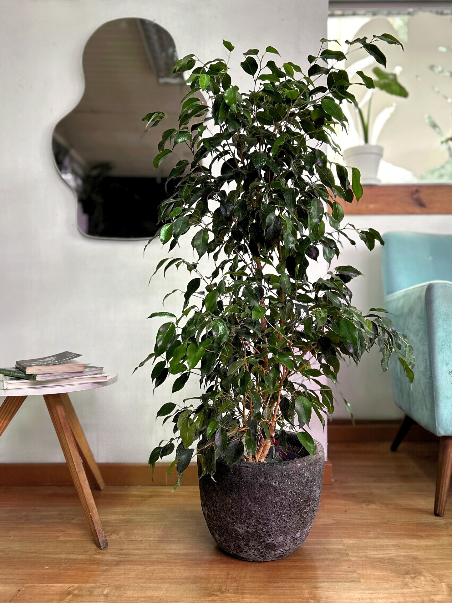 Ficus benjamina L planta elegante con hojas verdes pequeñas y abundantes, ideal para interiores luminosos y decoración natural