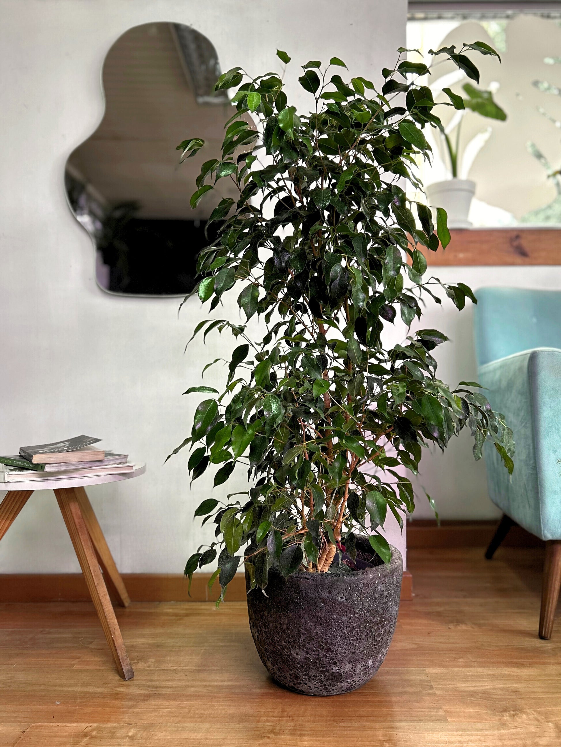 Ficus benjamina L planta elegante con hojas verdes pequeñas y abundantes, ideal para interiores luminosos y decoración natural