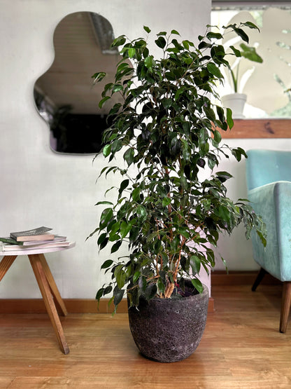 Ficus benjamina L planta elegante con hojas verdes pequeñas y abundantes, ideal para interiores luminosos y decoración natural