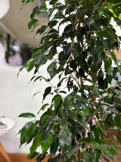 Ficus benjamina L planta elegante con hojas verdes pequeñas y abundantes, ideal para interiores luminosos y decoración natural