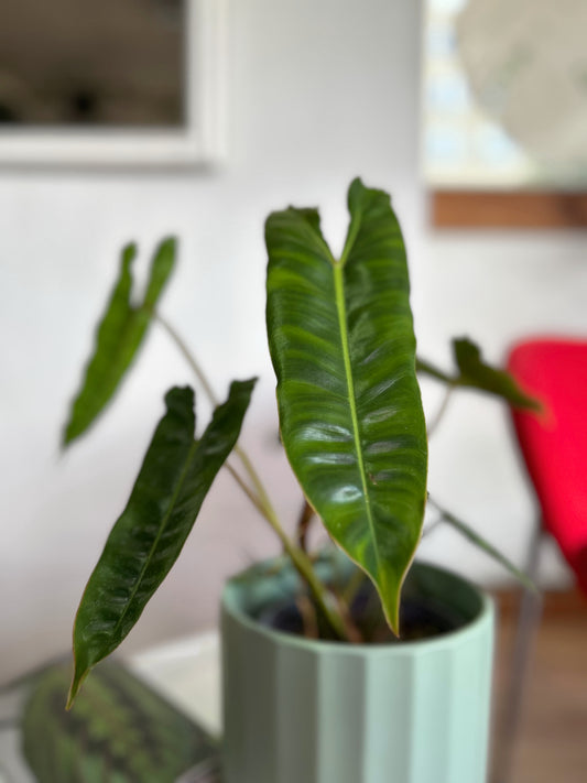 Philodendron billietiae adulto, planta exótica de interior con hojas verdes brillantes y tallos naranjos, ideal para decoración tropical