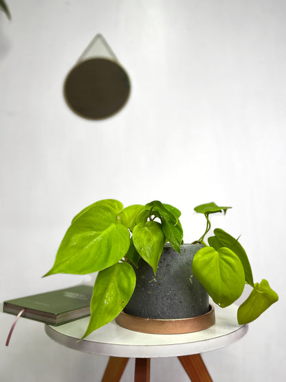 Filodendro Cordatum Lemon planta colgante tropical con hojas corazón color verde limón, ideal para interiores luminosos y decoración botánica