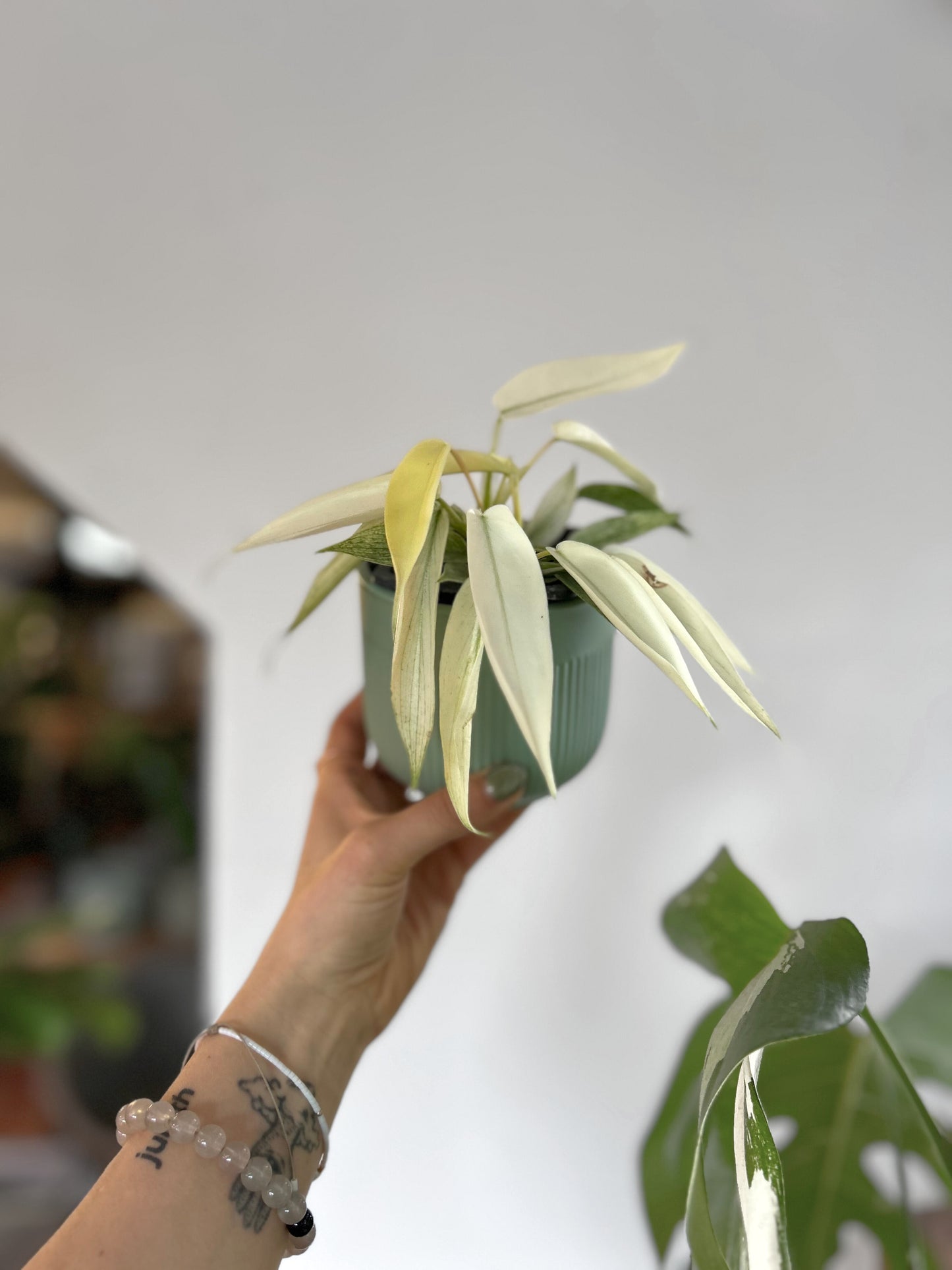 Filodendro Florida Ghost planta tropical exótica con hojas blancas y verdes en forma de fantasma, ideal para decoración moderna de interiores