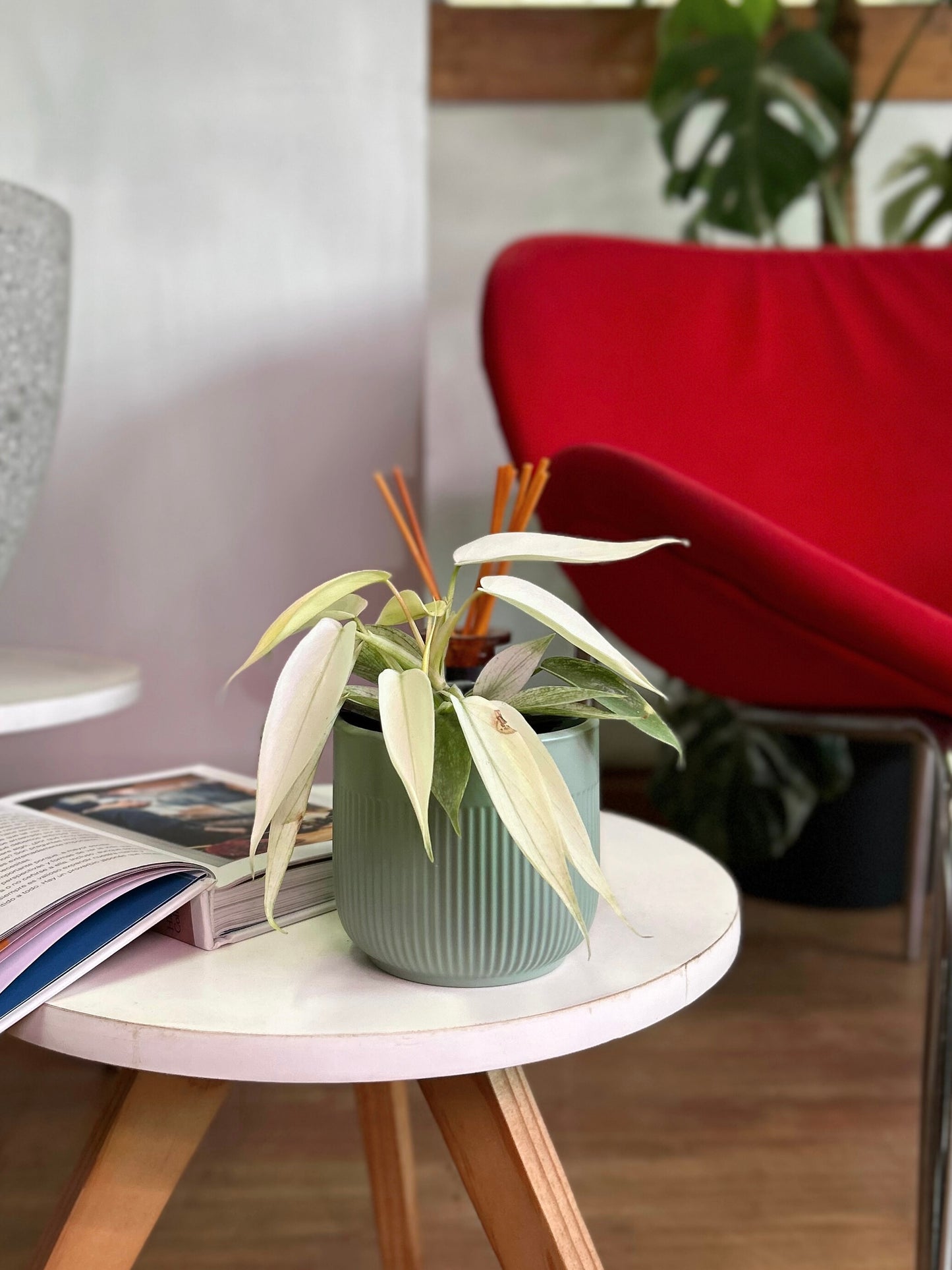 Filodendro Florida Ghost planta tropical exótica con hojas blancas y verdes en forma de fantasma, ideal para decoración moderna de interiores