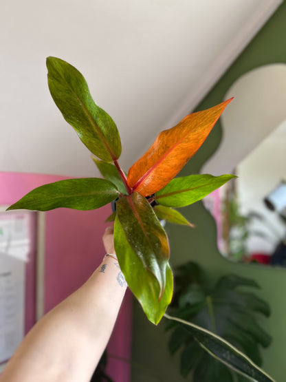 Filodendro Orange Marmalade planta exótica con variegación naranja y verde, ideal para interiores luminosos y decoración moderna