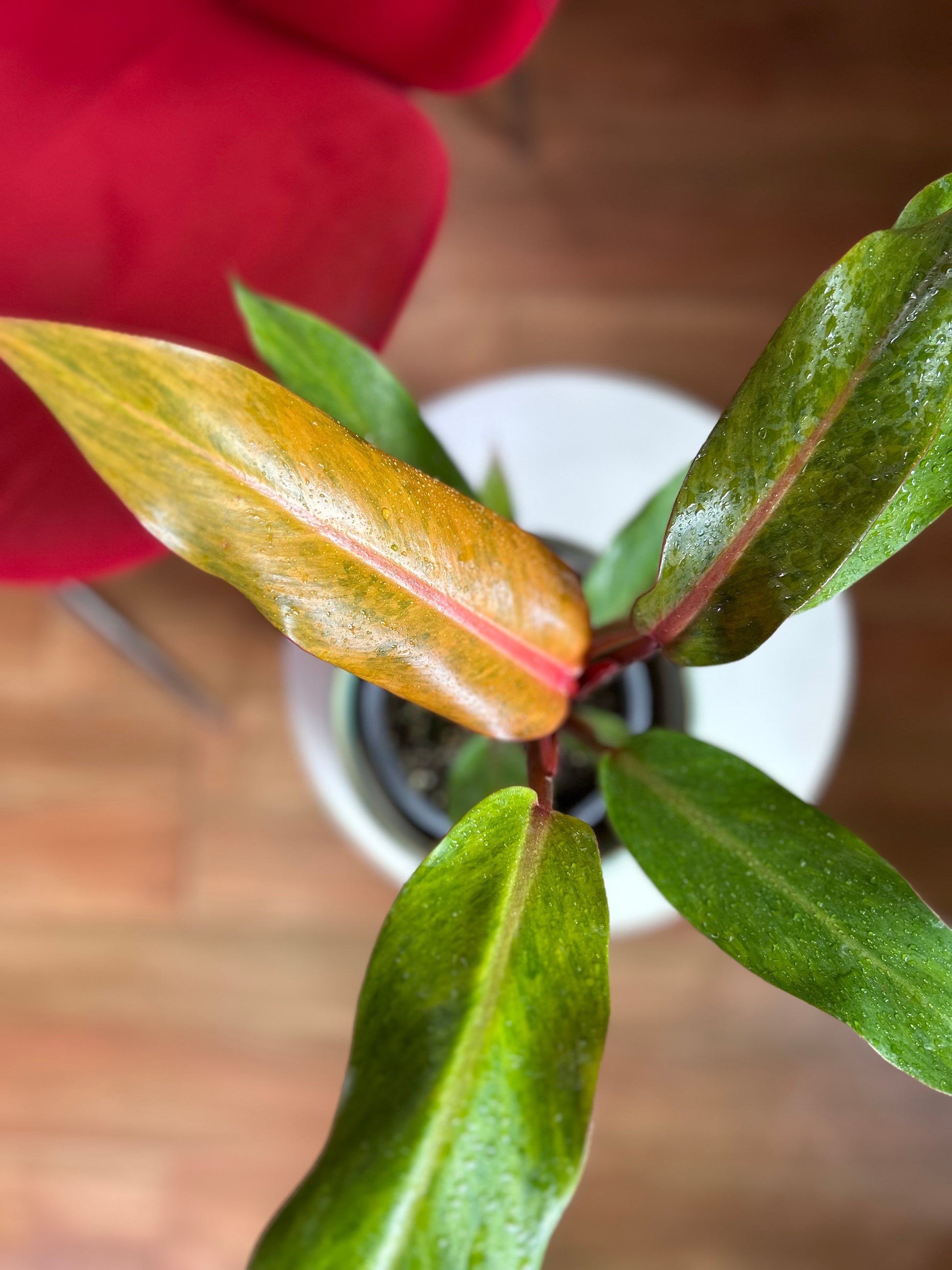 Filodendro Orange Marmalade planta exótica con variegación naranja y verde, ideal para interiores luminosos y decoración moderna