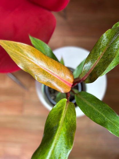 Filodendro Orange Marmalade planta exótica con variegación naranja y verde, ideal para interiores luminosos y decoración moderna