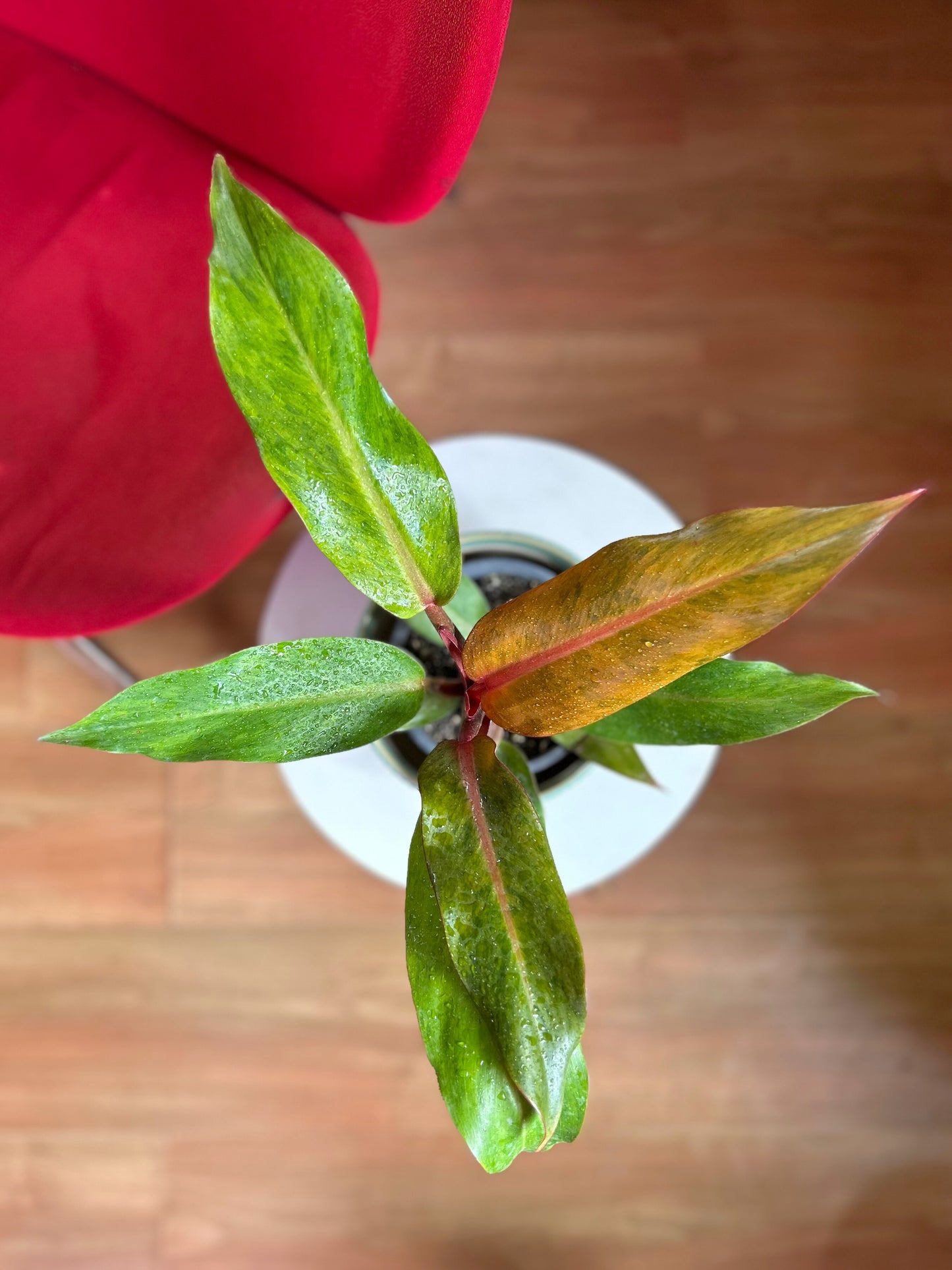 Filodendro Orange Marmalade planta exótica con variegación naranja y verde, ideal para interiores luminosos y decoración moderna