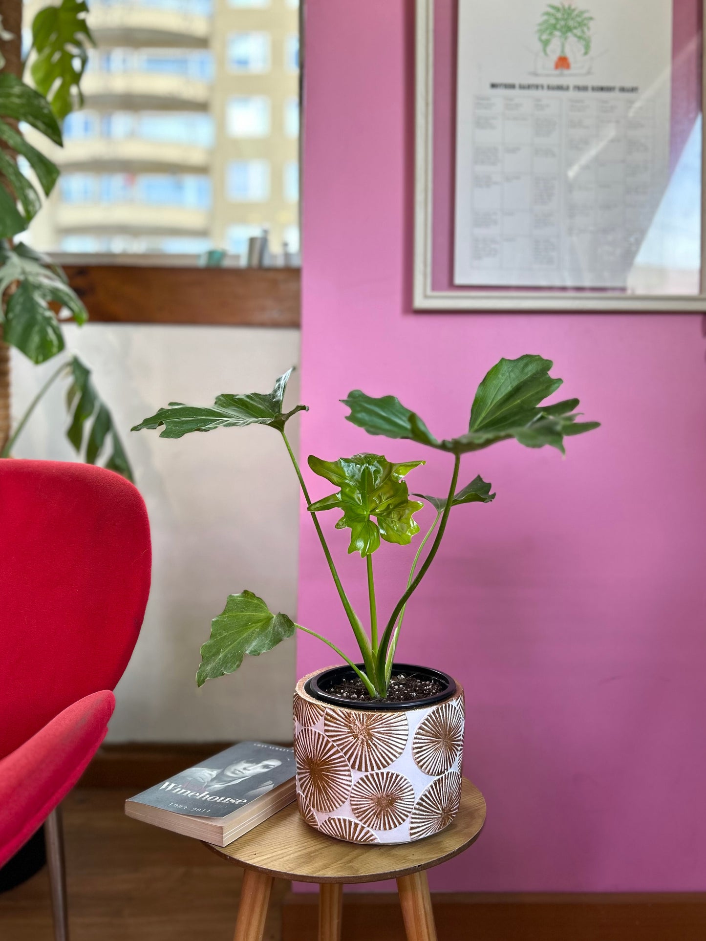 Filodendro Paraguayo con hojas grandes y recortadas de color verde intenso, planta de interior en macetero