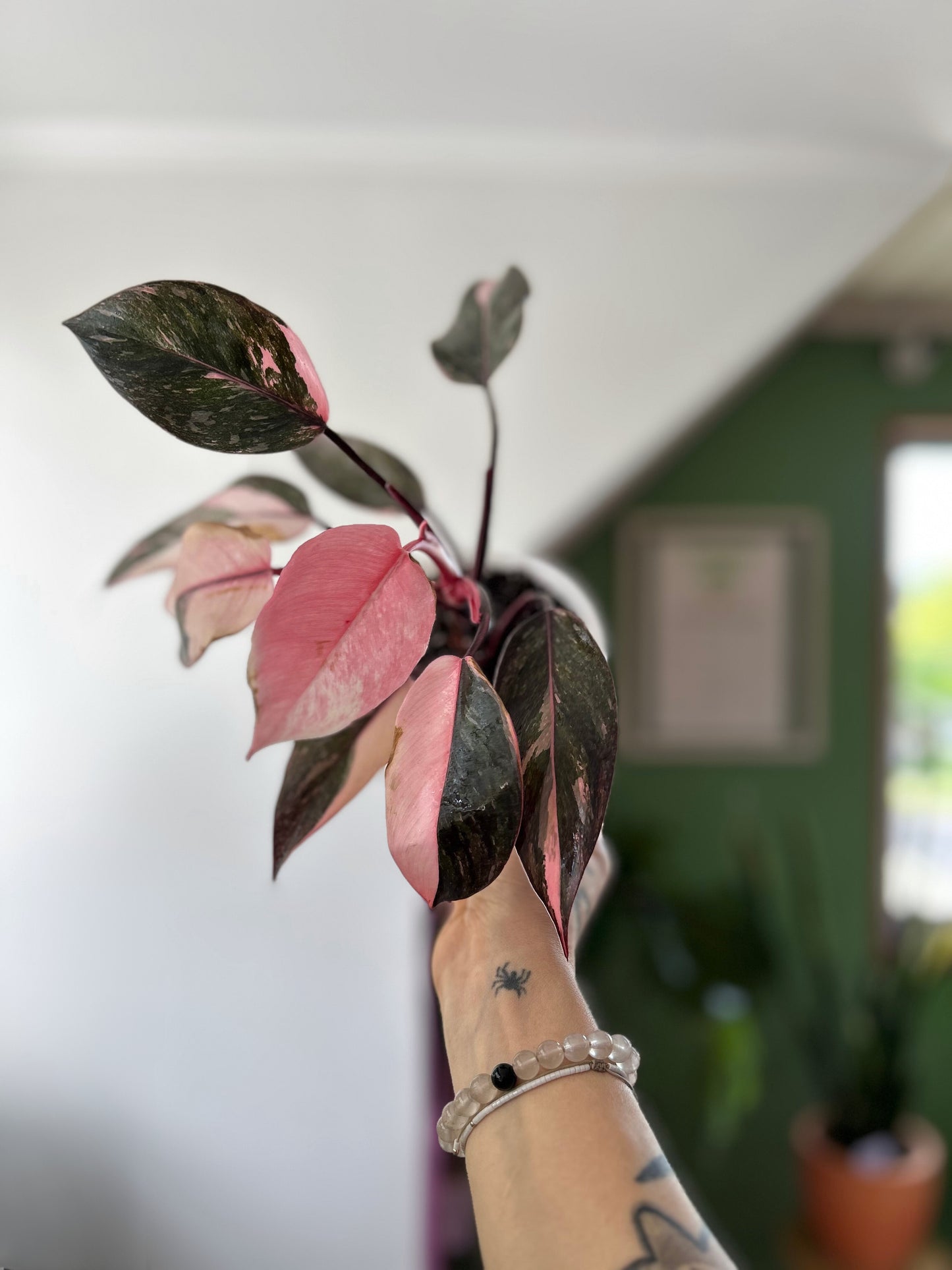 Filodendro Pink Princess Galaxy con hojas variegadas en tonos rosados y manchas tipo salpicaduras, planta de interior en macetero