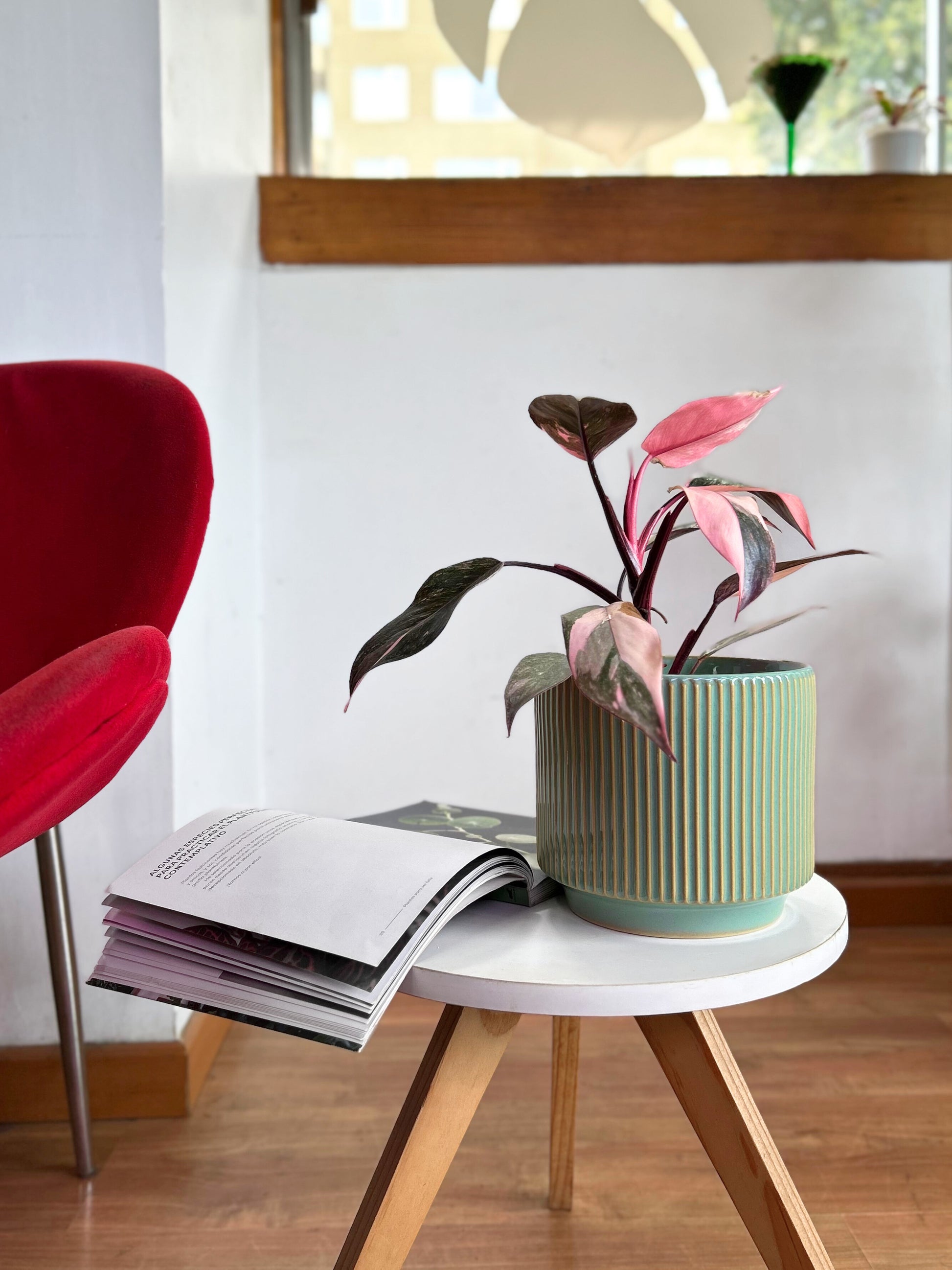 Filodendro Pink Princess Galaxy con hojas variegadas en tonos rosados y manchas tipo salpicaduras, planta de interior en macetero