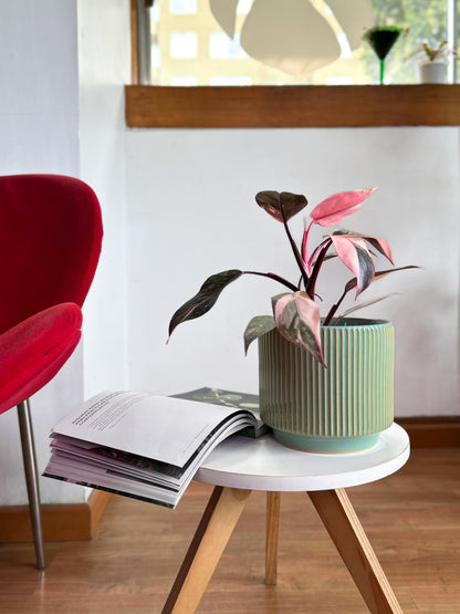 Filodendro Pink Princess Galaxy con hojas variegadas en tonos rosados y manchas tipo salpicaduras, planta de interior en macetero