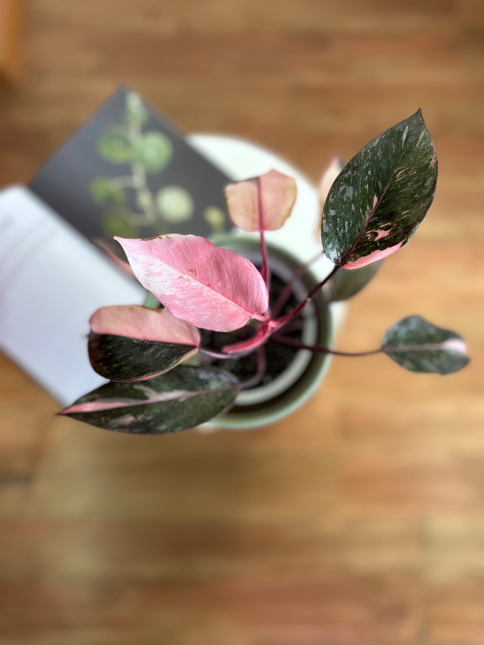 Filodendro Pink Princess Galaxy con hojas variegadas en tonos rosados y manchas tipo salpicaduras, planta de interior en macetero