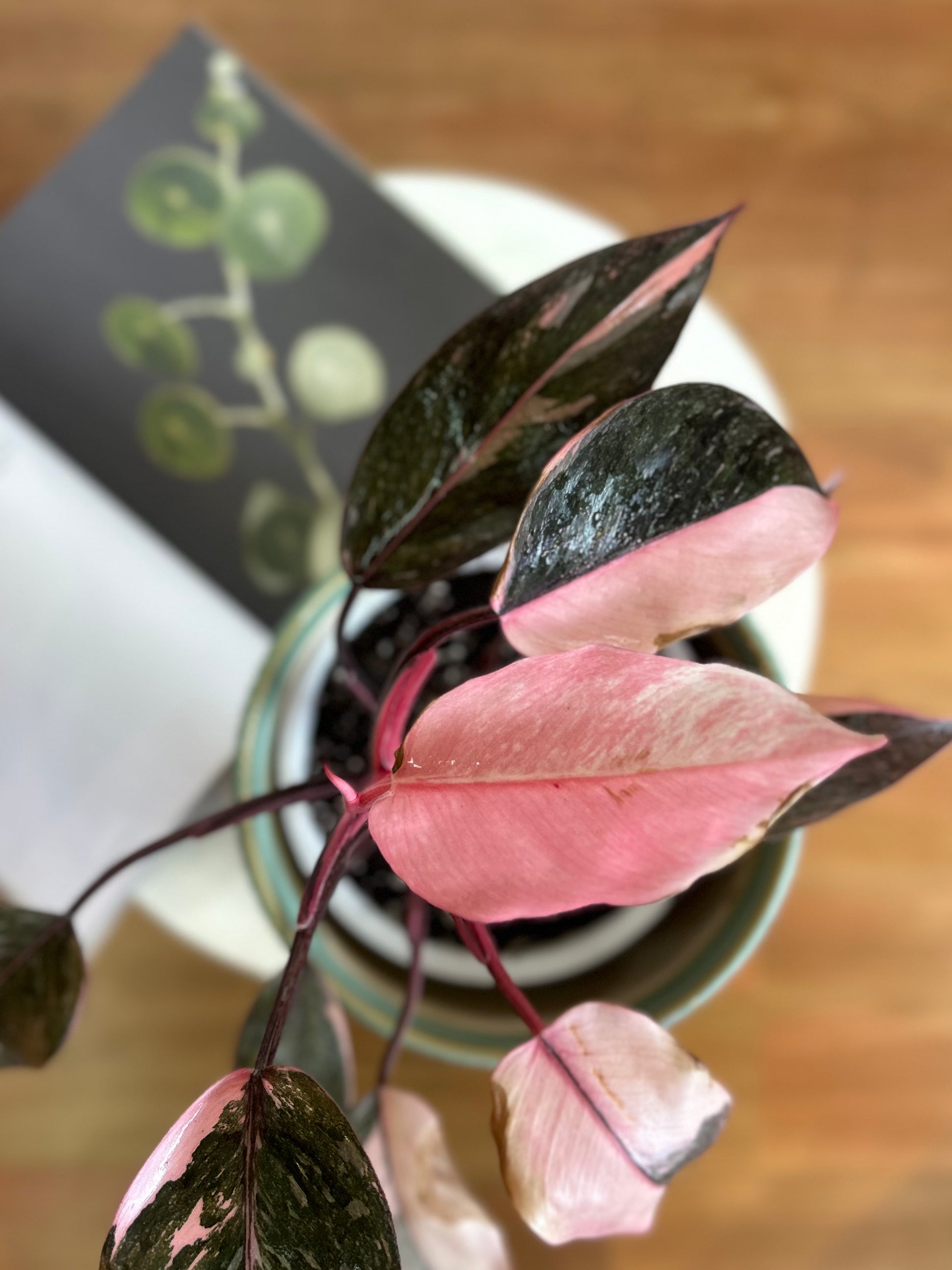 Filodendro Pink Princess Galaxy con hojas variegadas en tonos rosados y manchas tipo salpicaduras, planta de interior en macetero