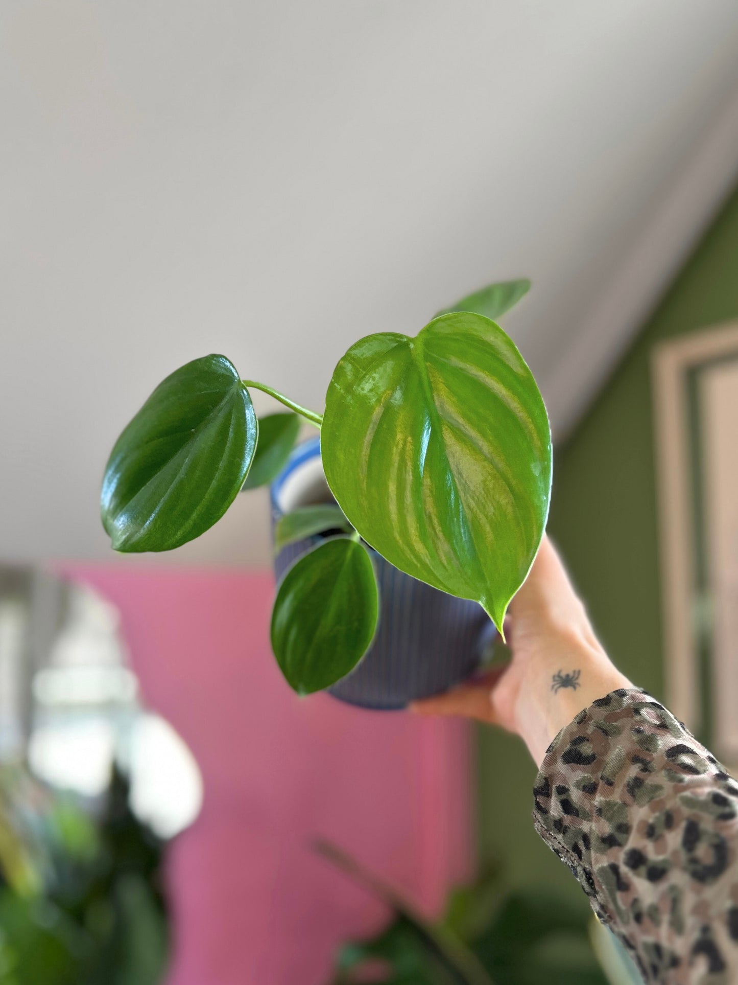 Filodendro pittieri planta exótica de interior con hojas largas y brillantes de textura acanalada, ideal para espacios decorativos luminosos