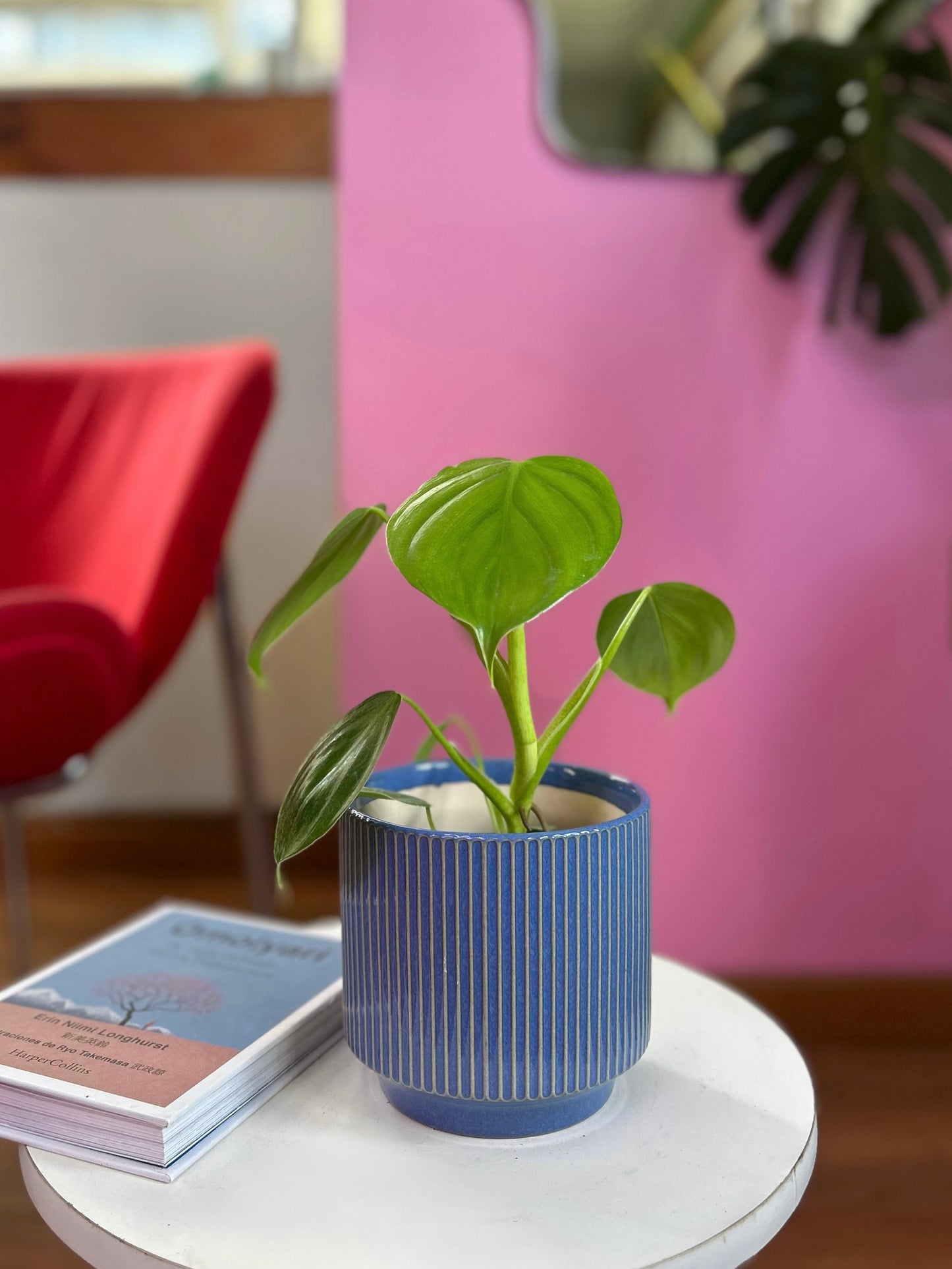 Filodendro pittieri planta exótica de interior con hojas largas y brillantes de textura acanalada, ideal para espacios decorativos luminosos