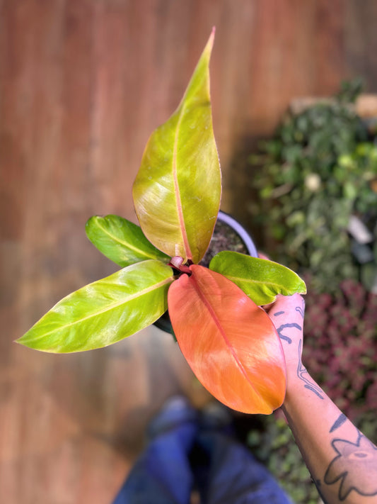 Filodendro Prince of Orange planta de interior con hojas nuevas en tonos naranjas que cambian a verde a medida que maduran