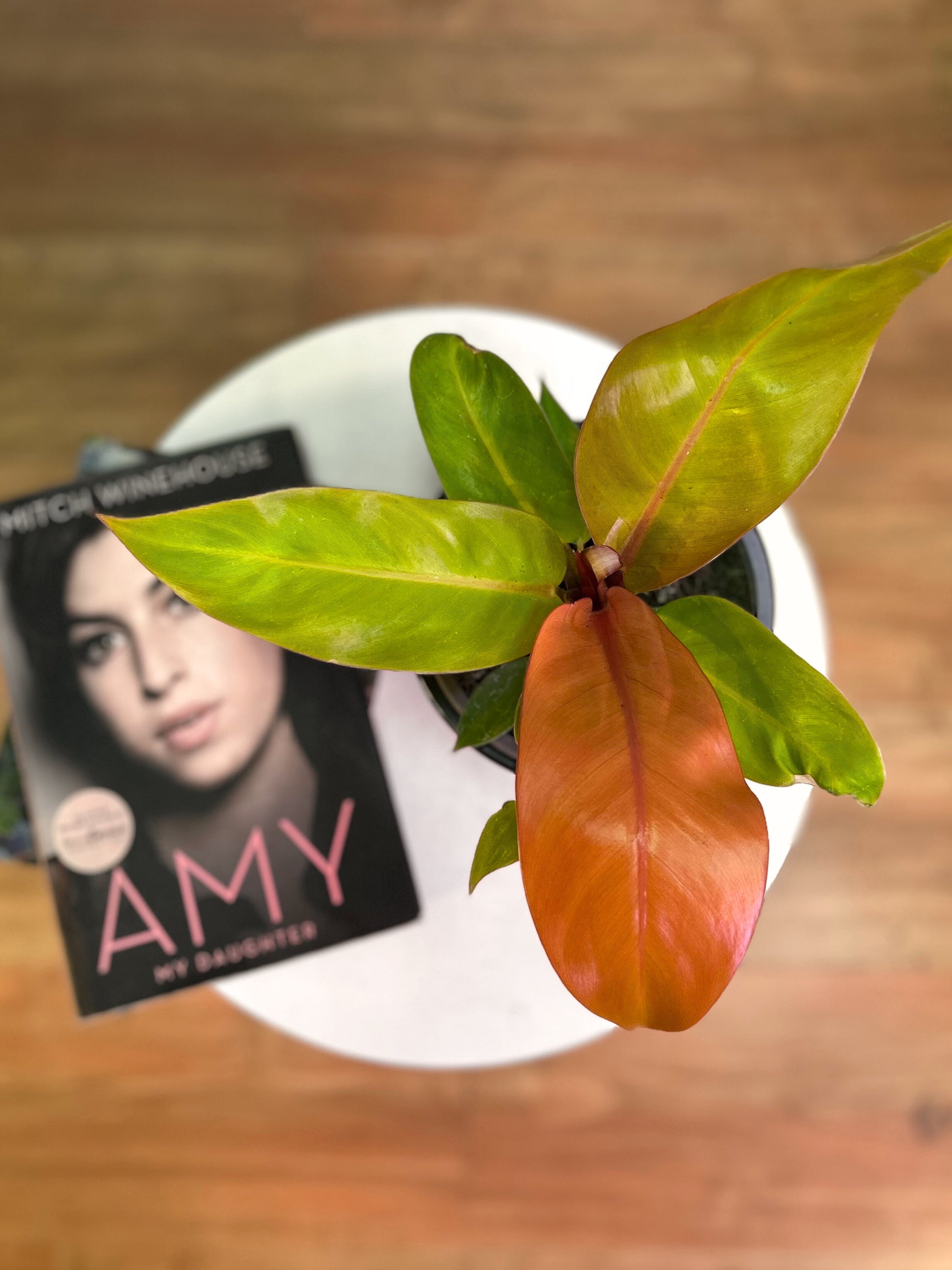 Filodendro Prince of Orange planta de interior con hojas nuevas en tonos naranjas que cambian a verde a medida que maduran