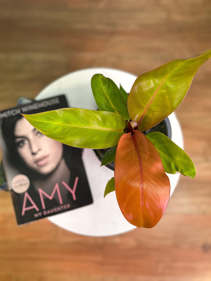 Filodendro Prince of Orange planta de interior con hojas nuevas en tonos naranjas que cambian a verde a medida que maduran