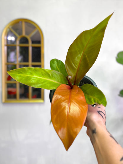 Filodendro Prince of Orange planta de interior con hojas nuevas en tonos naranjas que cambian a verde a medida que maduran