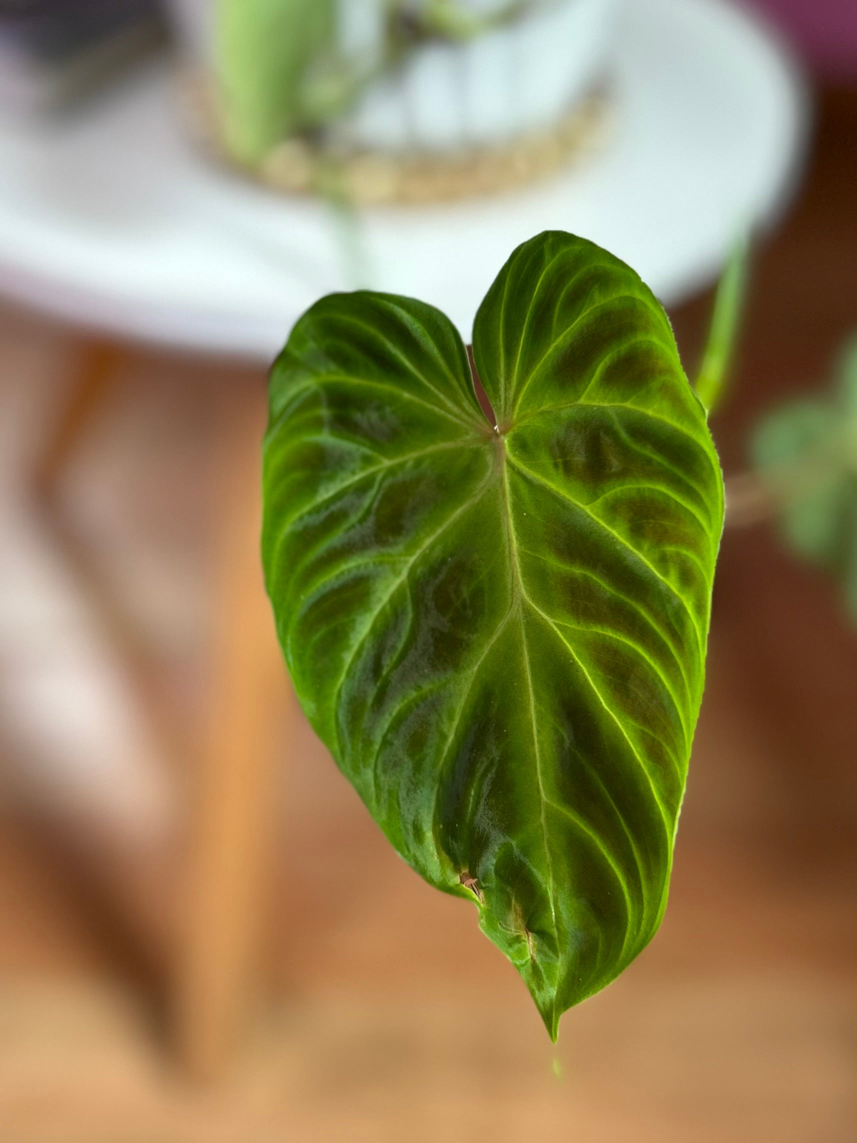 Filodendro verrucosum planta tropical con hojas aterciopeladas en forma de corazón y venas marcadas, en macetero de interior