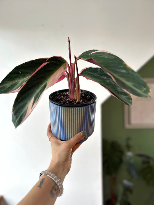 Calathea Triostar o Stromanthe Sanguínea M