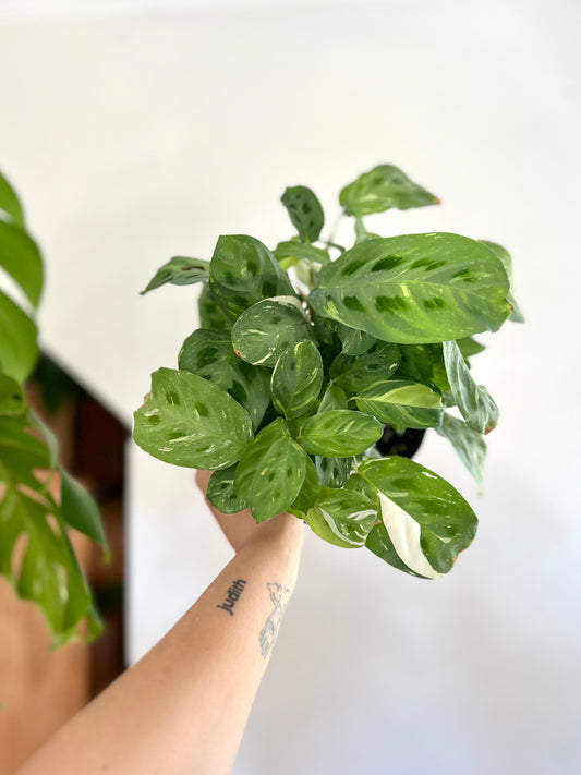 Maranta Kerchoveana Variegada