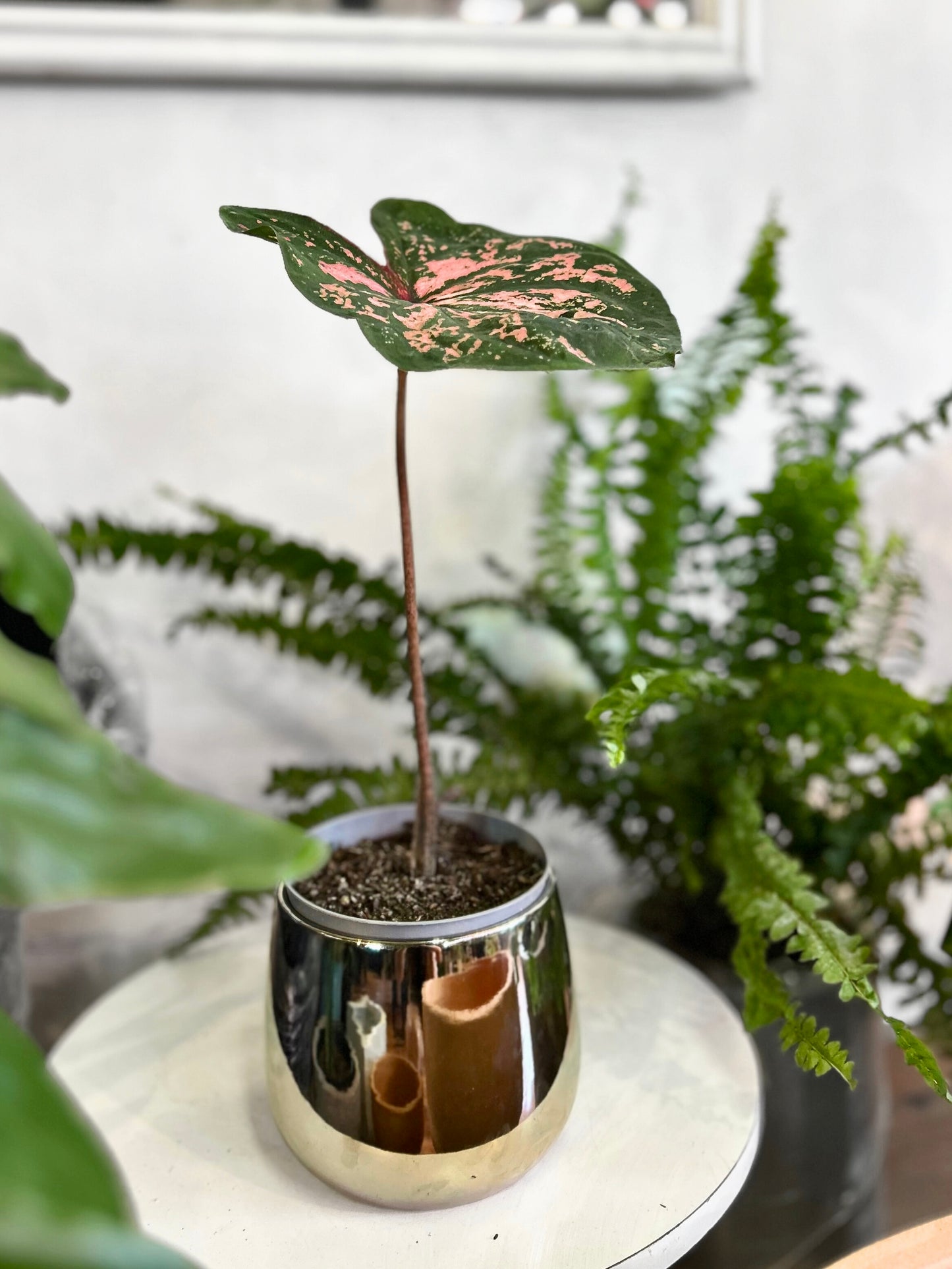 Caladium Pink Beauty