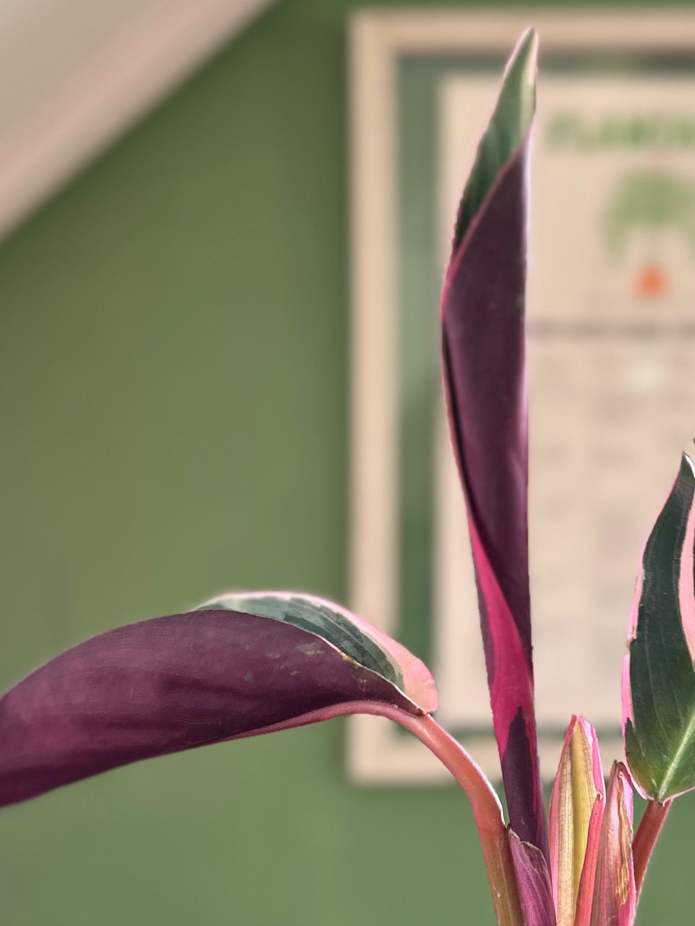Calathea Triostar o Stromanthe Sanguínea S